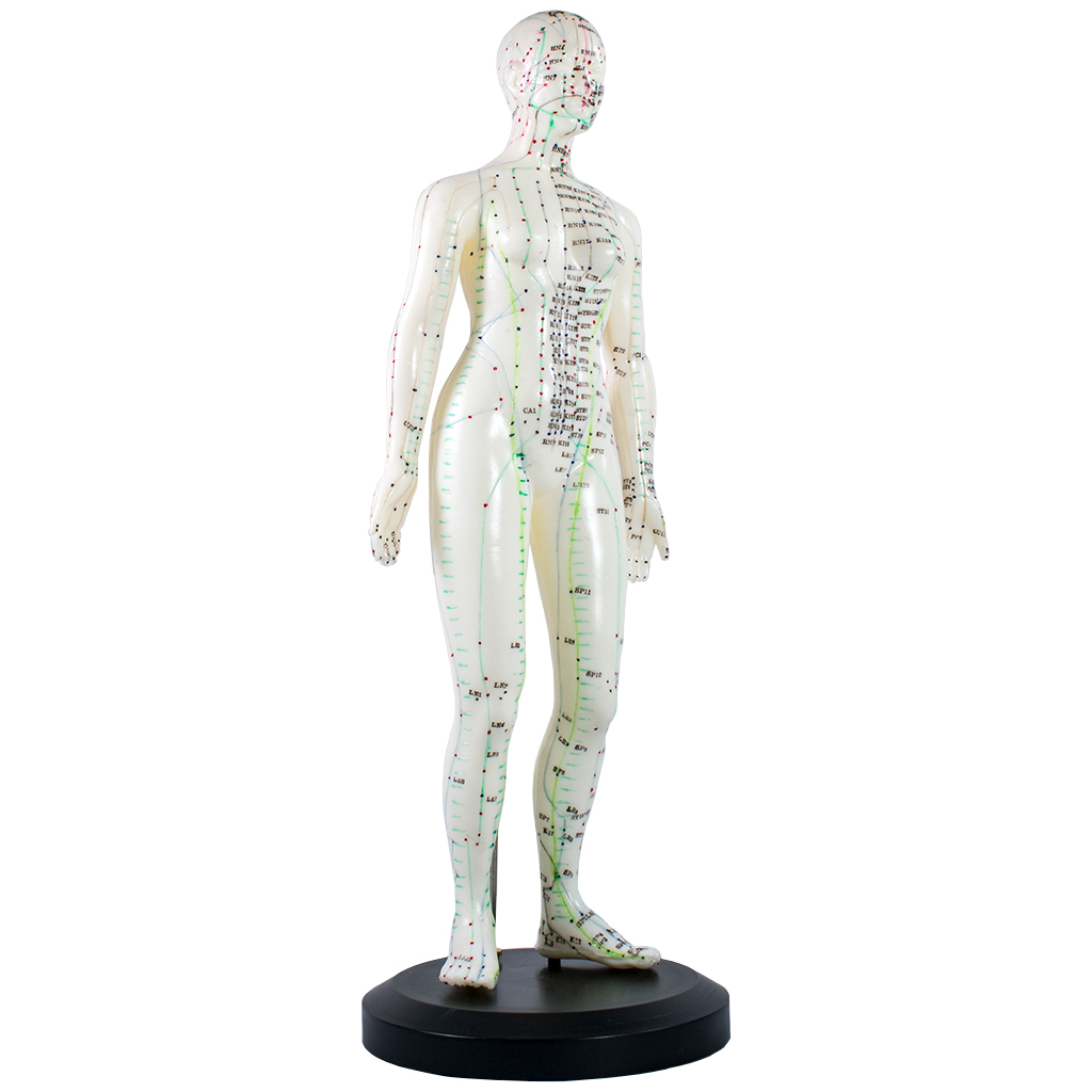 Model Human Body 48cm Female