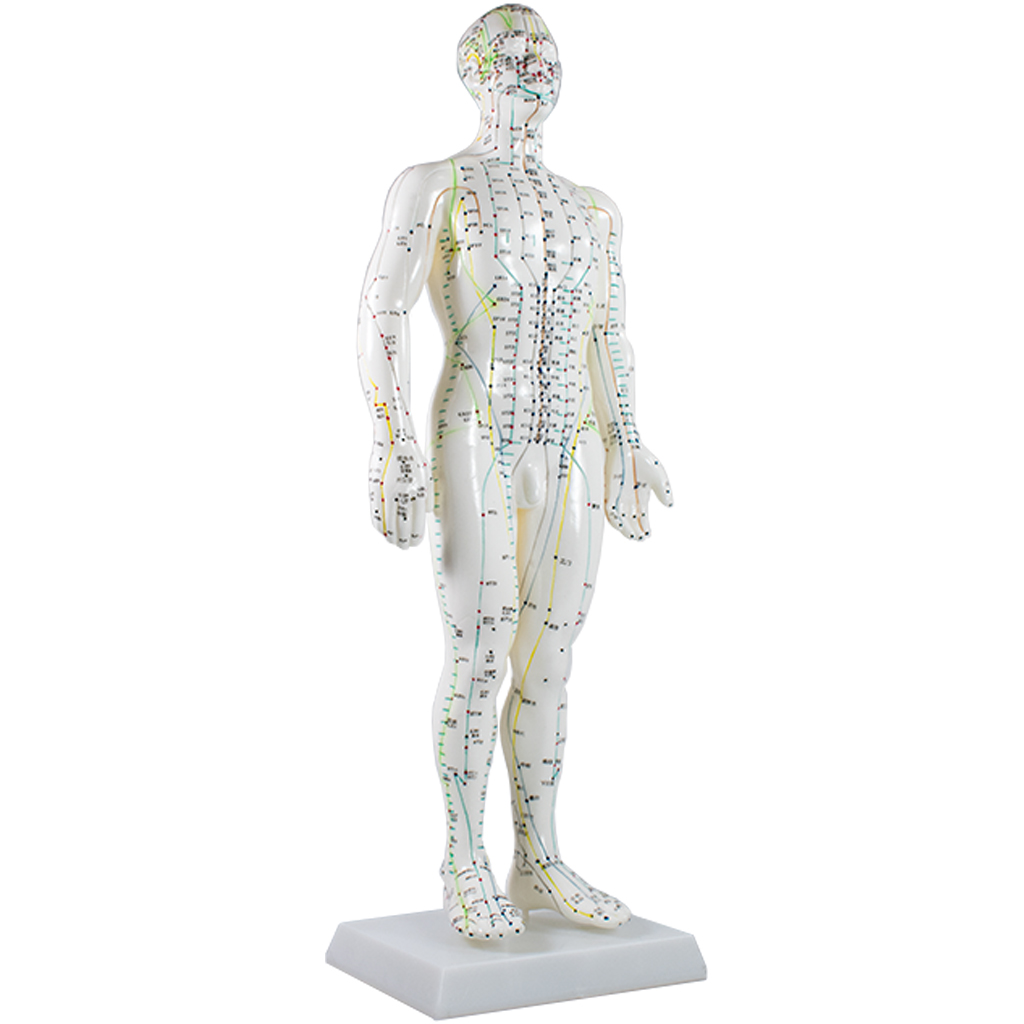 Model Human Body 50cm Male