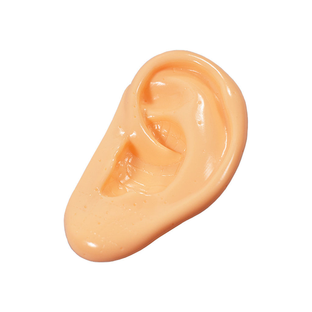 Ear Model - Blank without mark