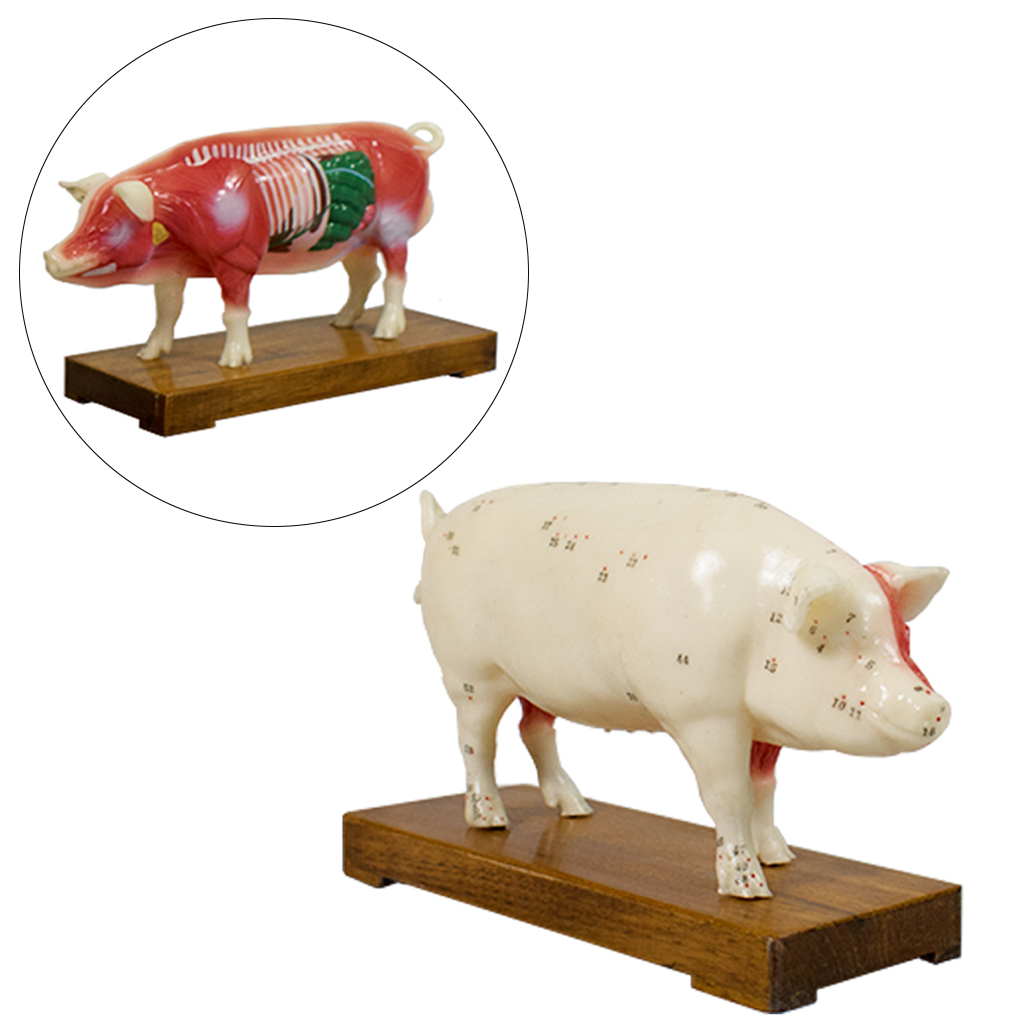 Pig Model