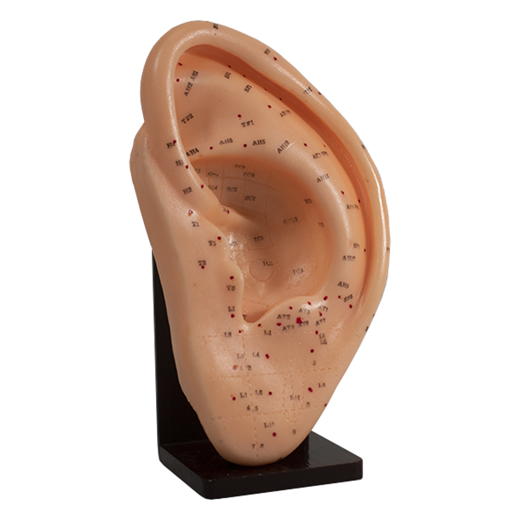 Model Human Ear 22cm