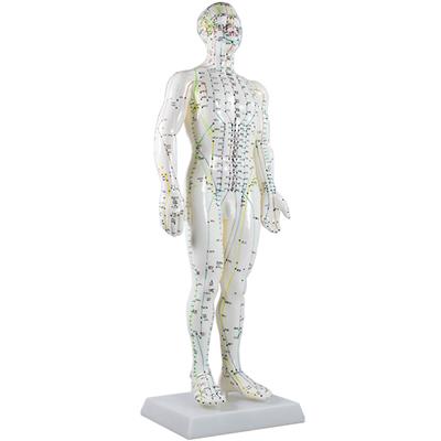 Model Human Body 50cm Male