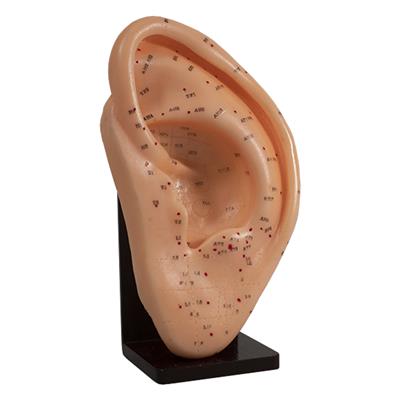 Model Human Ear 22cm