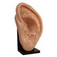 Model Human Ear 22cm